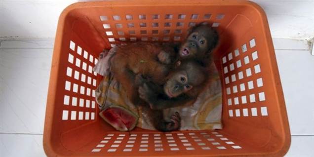 Se nuttede orangutanger få lægehjælp