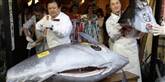 <span style='font-family: Arial; font-size: 15px; color: White;'>Der var rift om kødet fra den store fisk på fiskeauktionen i Tokyo, Japan, i dag.</span> <span style='font-family: Arial; font-weight: normal; font-size: 15px; color: #999999;'>Foto: AP / POLFOTO</span>