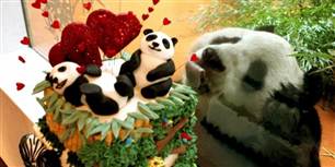 Valentin blev derefter gjort til helgen og er altså grunden til, at man hvert år den 14. februar fejrer Valentins Dag. Verden over gør man det dog på lidt forskellige måder. I Edinburg Zoo går man så meget op i dagen, at dyrene også skal mærke den. Yang Guang her vil meget gerne have et stykke kage med panda-kærlighed på toppen.