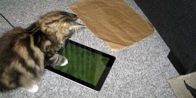 Se nuttet kattekilling lege med iPad