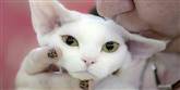 <span style='font-family: Arial; font-size: 15px; color: White;'>Her er det ejeren af en kat af racen Devon Rex, der kysser løs på sin firbenede kærlighed. Ejerkvinden er så dedikeret til kattedyr, at hun har ladet sine negle dekorere i klassisk leopard-look.</span> <span style='font-family: Arial; font-weight: normal; font-size: 15px; color: #999999;'>Foto: AP Photo / Vadim Ghirda / POLFOTO</span>