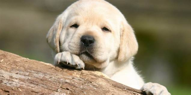 Kunstner vil henrette hundehvalpe på scenen