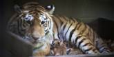 <span style='font-family: Arial; font-size: 15px; color: White;'>Tigermor med sit nye kuld killinger, der kæmper om at få mad. De tre killinger er fortsat ved deres mor, men vil kunne ses af Zoo's gæster senere på foråret.</span> <span style='font-family: Arial; font-weight: normal; font-size: 15px; color: #999999;'>Foto: Odense ZOO/Ard Jongsma</span>