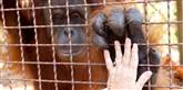 <span style='font-family: Arial; font-size: 15px; color: White;'>Dyrepasser Linda Jacobs hilser på en orangutang i Jungle Island i Miami.</span> <span style='font-family: Arial; font-weight: normal; font-size: 15px; color: #999999;'>Foto: J Pat Carter / POLFOTO</span>