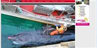 10 meter lang haj fanget i Norge