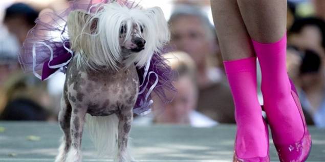 Se hunde-catwalk med strutskørt og solbriller
