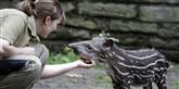 <span style='font-family: Arial; font-size: 15px; color: White;'>Dyrepasser Lena hygger sig med den nyfødte tapir-unge.</span> <span style='font-family: Arial; font-weight: normal; font-size: 15px; color: #999999;'>Foto: AP / POLFOTO</span>