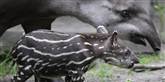 <span style='font-family: Arial; font-size: 15px; color: White;'>Her passer moren på sin unge i den zoologiske have i Duisburg, Tyskland.</span> <span style='font-family: Arial; font-weight: normal; font-size: 15px; color: #999999;'>Foto: AP / POLFOTO</span>