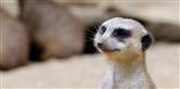 <span style='font-family: Arial; font-size: 15px; color: White;'>I den zoologiske have er også en meerkat.</span> <span style='font-family: Arial; font-weight: normal; font-size: 15px; color: #999999;'>Foto: AP / POLFOTO</span>