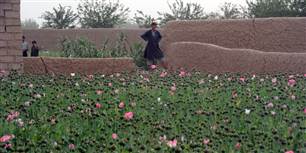 En afghansk bonde beskuer sin opionmark. Produktionen af opiater som heroin er steget 380 procent de seneste årtier.