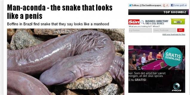 Mand-aconda: Blind penis-slange fundet