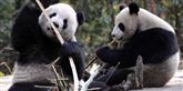 <span style='font-family: Arial; font-size: 15px; color: White;'>Pandaen er også truet og er blandt andet derfor symbol for Verdensnaturfonden, WWF. Arkivfoto.</span> <span style='font-family: Arial; font-weight: normal; font-size: 15px; color: #999999;'>Foto: AP Photo/Xinhua, Chen Xie / POLFOTO</span>