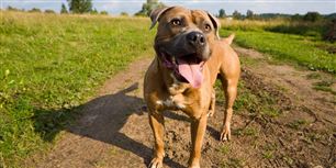 Hunden fik lov at løbe løs, mens 39-årig tvang en kvinde til at blive trukket rundt i hundens snor.