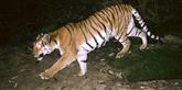 <span style='font-family: Arial; font-size: 15px; color: White;'>Tigre er også en truet dyreart. Ifølge panda.org har verden mistet 97 procent af de vilde tigre, og der er kun 3.200 tilbage.</span> <span style='font-family: Arial; font-weight: normal; font-size: 15px; color: #999999;'>Foto: AP/Wildlife Conservation Society Myanmar Program / POLFOTO</span>