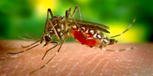 Myggen&nbsp;Aedes aegypti er skurken i den globale epidemi af dengue-feber