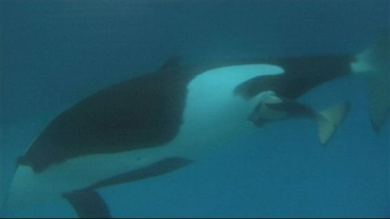 Se sjælden hvalfødsel i Sea World