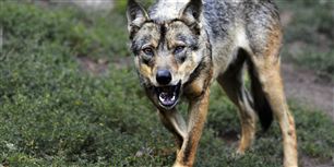 En russisk dreng er blevet overfaldet og bidt ihjel af en flok ulve.