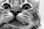 Katten Dixie, der er næsten magen til den på billedet, har været forsvundet i ni år