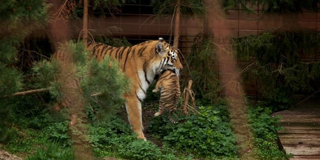 Se de nye nuttede tigerunger fra Odense