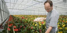 Der er efterspørgsel efter vikarer - blandt andet på landets gartnerier.