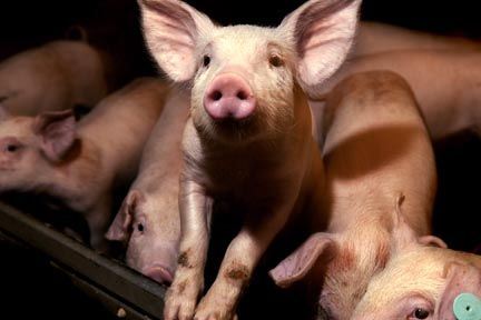 Fritgående grise har mindre salmonella