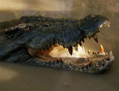 Krokodille-alarm i Australien