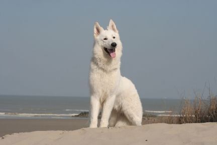 Hunde hylede i takt med sirenerne