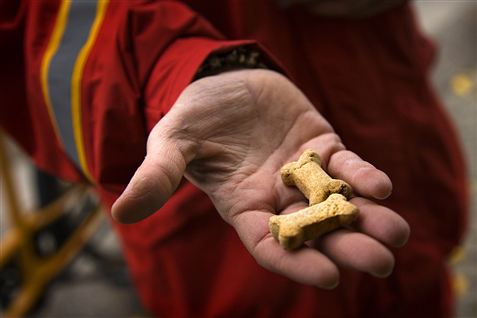 PostDanmark deler fire millioner hundekiks ud