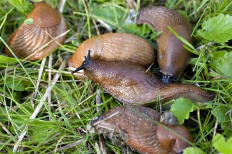 Frosten udrydder dræbersnegle