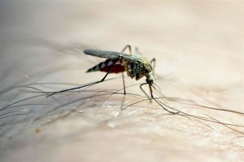 Frost giver flere myg til sommer