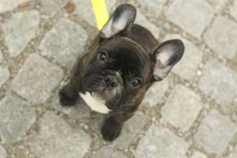 Gammel dame mishandler 85 hunde på Bornholm