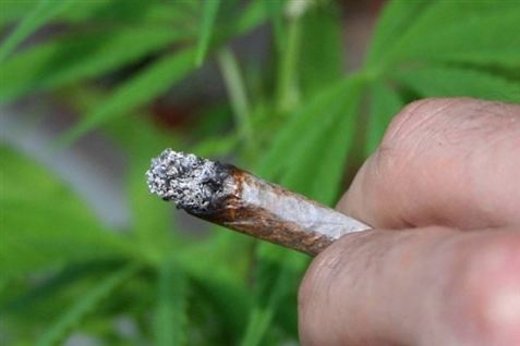 Verden dyrker mere hash