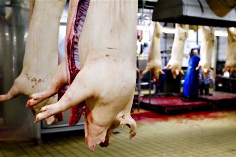 Slagterimedarbejder omkommet i arbejdsulykke