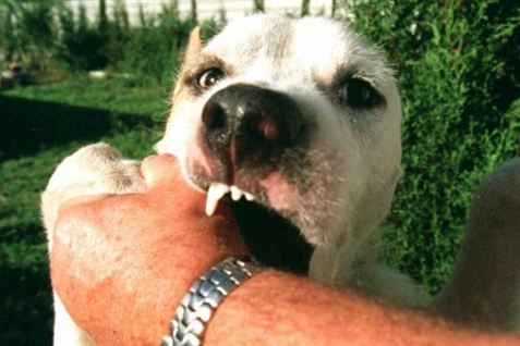 Forbud kan give flere farlige hunde