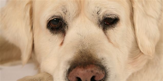 Hovsa: Død hund: 15.000 kroner