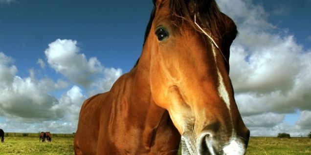 Fik kranie smadret af brunstig hingst