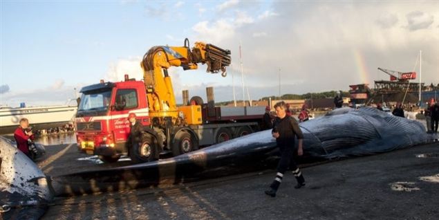 DRs kamera begravet i 24 tons elefantlort