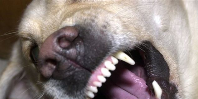 Hundegalskab forpurrer feriestemning