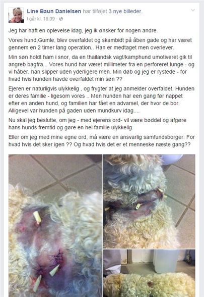 Observere eftertænksom sammenholdt Kendt tv-vært i chok: Min hund er blevet overfaldet - Avisen.dk
