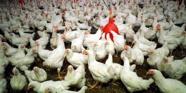 Spøgelsesslagteri afsløret i Vestjylland
