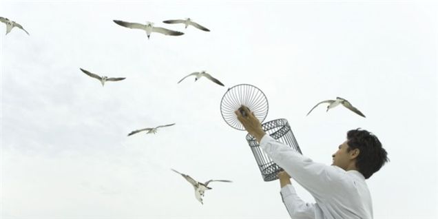 Fugleinfluenza bryder ud i Hong Kong