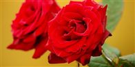 Amerikanerne kan beholde deres røde roser og romantik på Valentins Dag. Danskerne gider ikke den kommercielle helligdag.