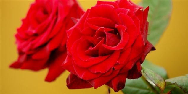 Vi får røde knopper af Valentins dag
