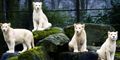 Sjældne albino-løver sluppet fri i zoo