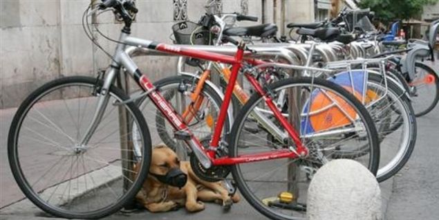 Pengegriske bander stjæler din cykel