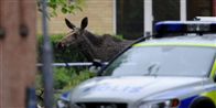 Den stakkels forvirrede elg efter det lykkedes den at få sit korpus ud gennem plejehjemmets dør.