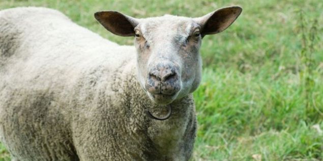 Afhugget hoved efterladt i opgang