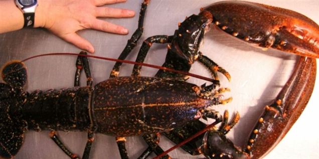 Gigabøde til Tivoli-restaurant for lun hummer