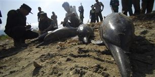 Indonesisk politi og frivillige undersøger de mange døde delfiner, der torsdag er skyllet ind på stranden i Ujung Kulon i Banten-provinsen i Indonesien.