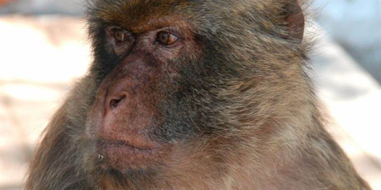 Det var denne aberace, Macaque, som tog en nyfødt og slog hende ihjel. Babyen døde, da hun aben slap grebet fra et tag.